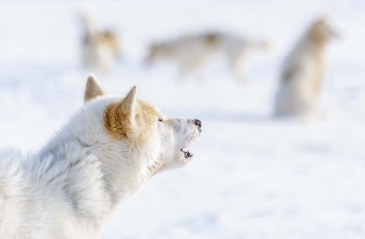 Greenland sled dog
